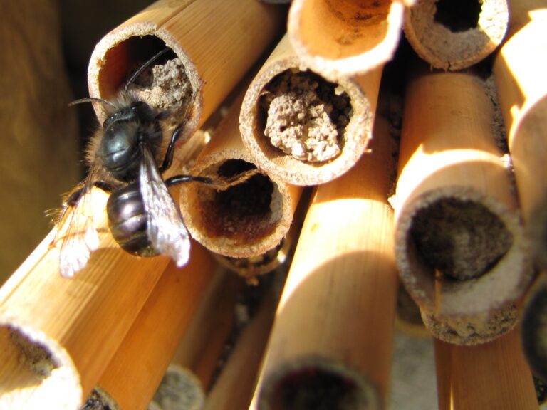 Volksbegehren „Rettet die Bienen“ erfolgreich!