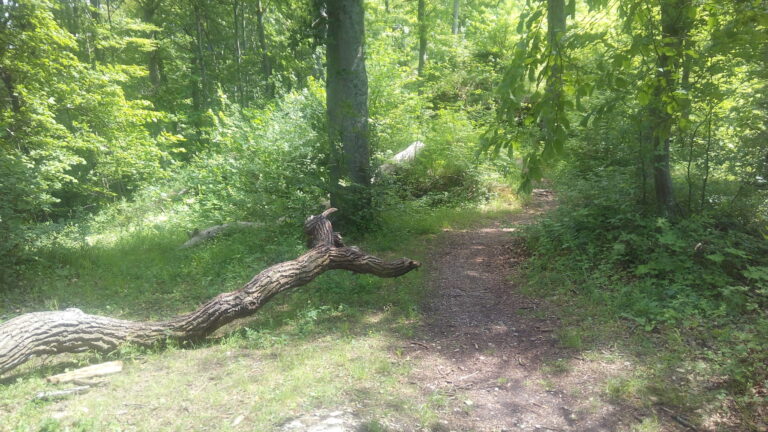 Ein Waldkindergarten für Veitshöchheim?